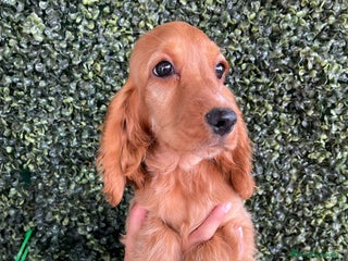Cocker Spaniel Americano perros - Anuncio 2