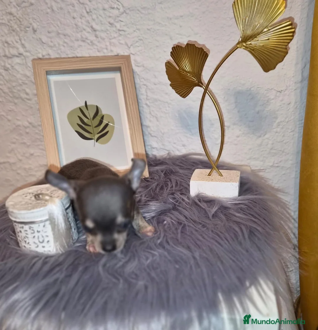 Chihuahua perros en venta: Chihuahua blue  - Anuncio 33