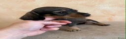 Teckel Miniatura perros en venta: Impresionantes teckel mini  - Anuncio 14