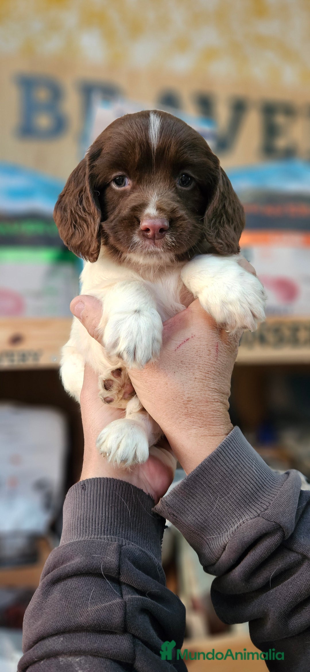 English Springer Spaniel perros en venta: Springer spanish - Anuncio 4