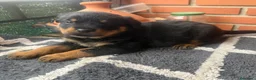 Rottweiler perros en venta: Rottweiler  - Anuncio 4