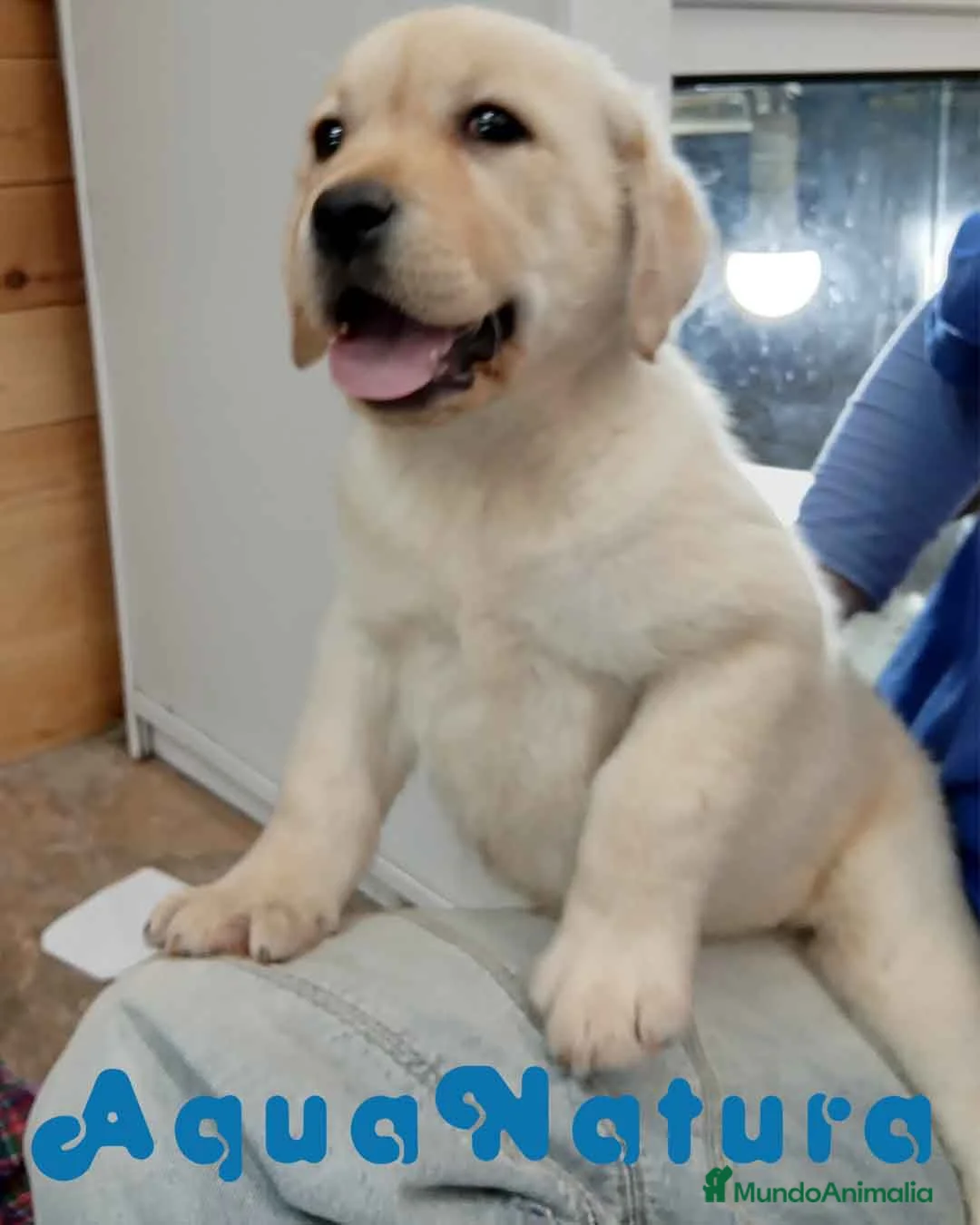 Labrador Retriever perros en venta: Camada LABRADOR RETRIEVER dorado - AQUANATURA en Barcelona - Anuncio 2
