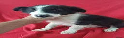 Border Collie perros en venta: Border Collie Blanco y Negro  - Anuncio 1
