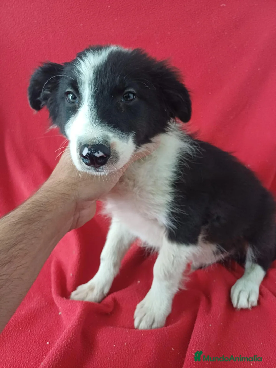 Border Collie perros en venta: Border Collie Blanco y Negro  - Anuncio 1