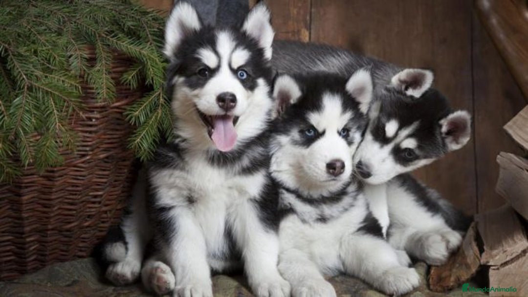 Husky Siberiano perros en venta: husky siberiano  - Imagen 2