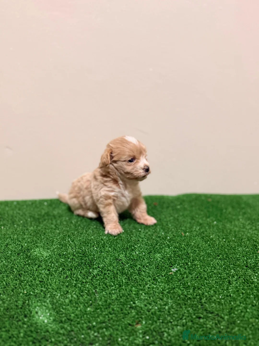 Maltipoo perros en venta: LEER EL TEXTO Maltipoo Toy Macho Apricot Rojo  - Anuncio 2