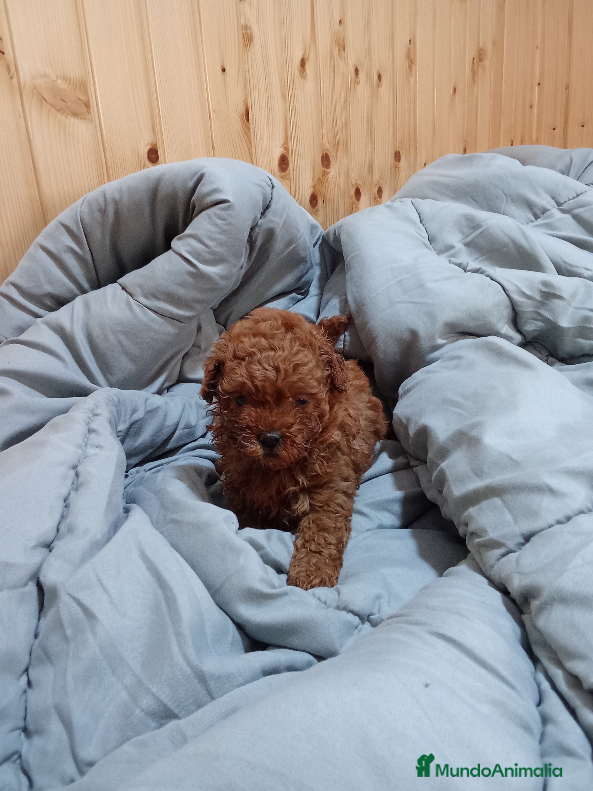 Caniche Toy perros Caniche en Málaga - Anuncio 9