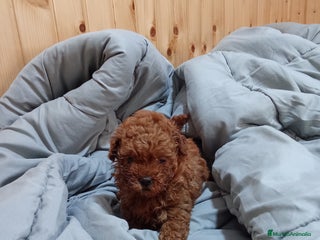 Caniche Toy perros en Málaga - Anuncio 36