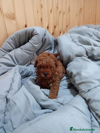 Caniche Toy perros en Málaga - Anuncio 17