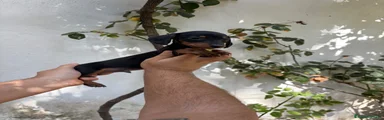 Teckel 2