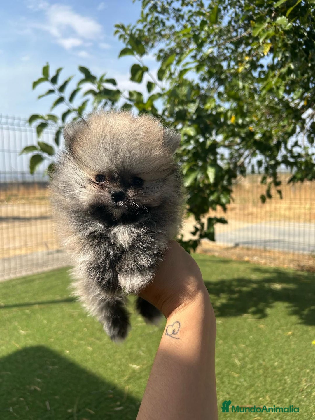 Pomerania perros en venta: Pomeranias exclusivos del Valle  - Imagen 2