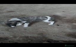 Whippet perros en venta: Whippet - Imagen 2