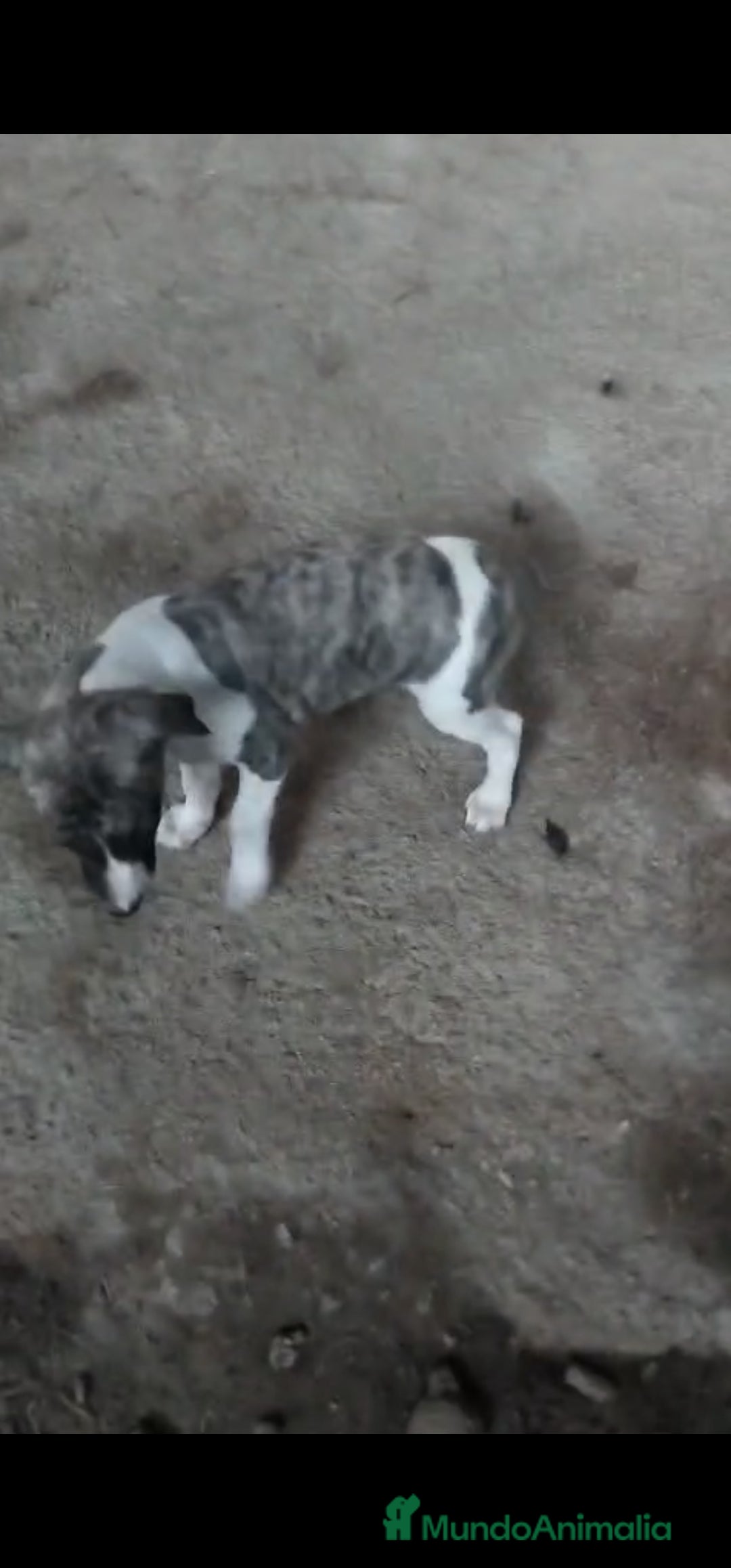 Whippet perros en venta: Whippet - Imagen 2