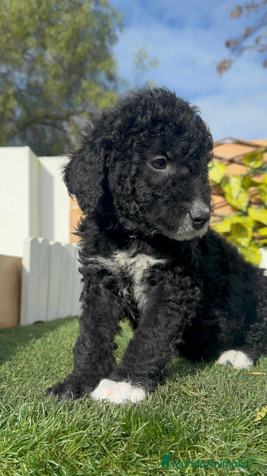 Perro de Agua Español perros PERRO DE AGUA ESPAÑOL-LISTO PARA ENTREGAR - Anuncio 1