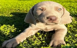 Braco de Auvernia perros en venta: Camada Braco de Weimar - Imagen 3