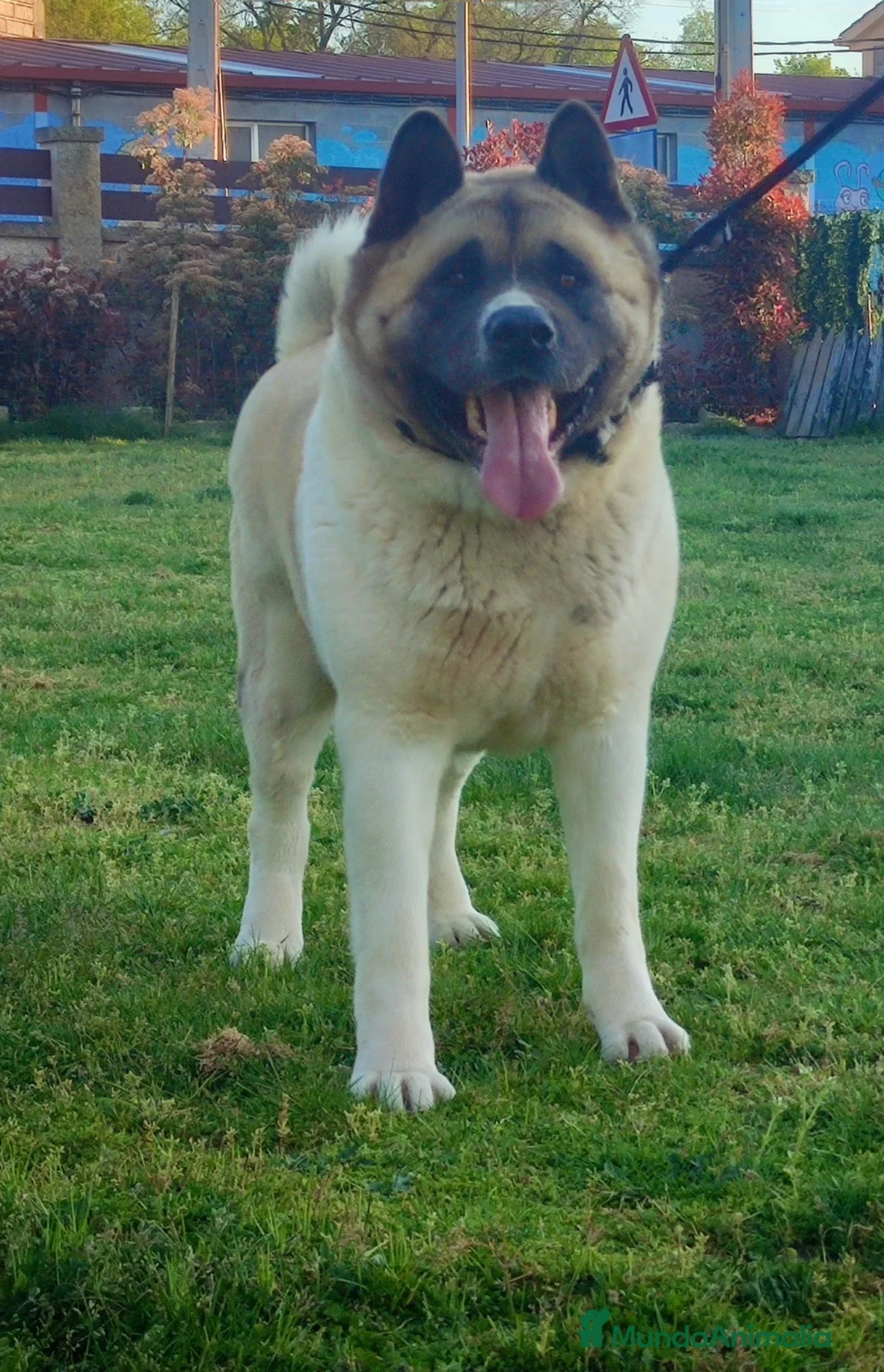 Akita Americano perros en venta: Akita americano - Anuncio 2