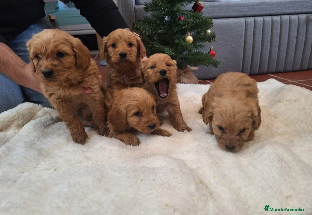 Goldendoodle perros en venta: GOLDENDOODLE - Anuncio 5
