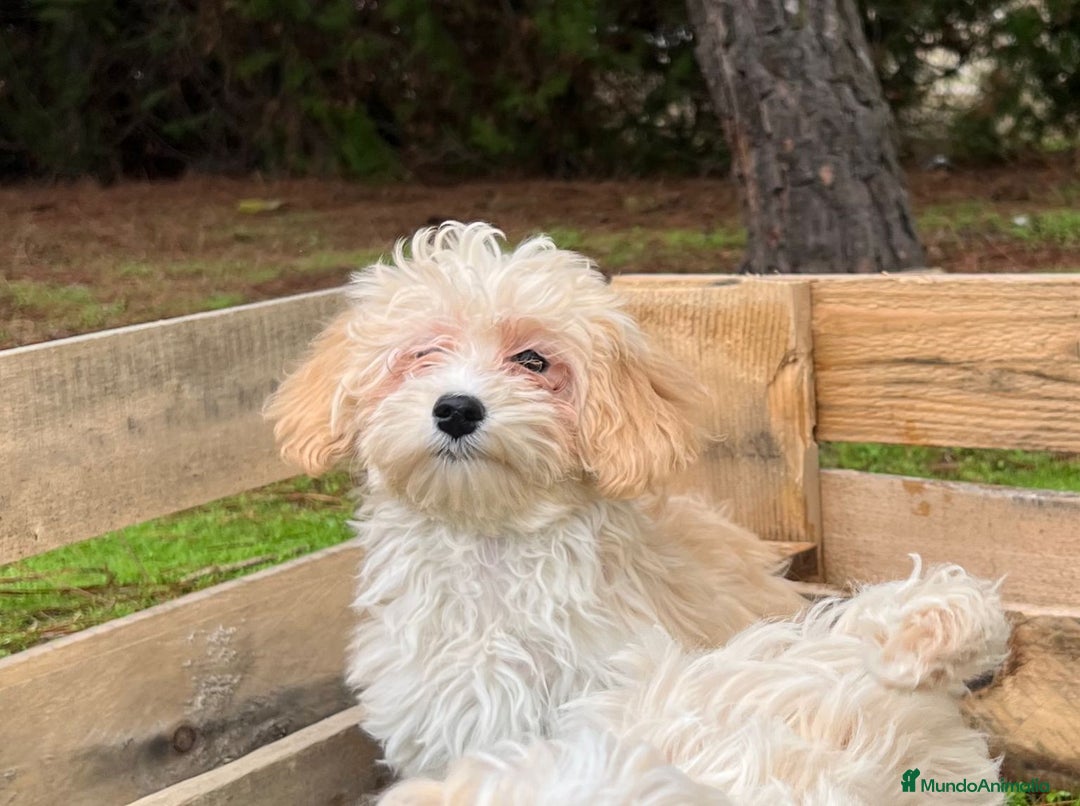 Maltipoo perros en venta: Maltipoo - Anuncio 1