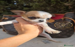 Chihuahua perros en venta: Chihuhuas  suepr minis - Imagen 2