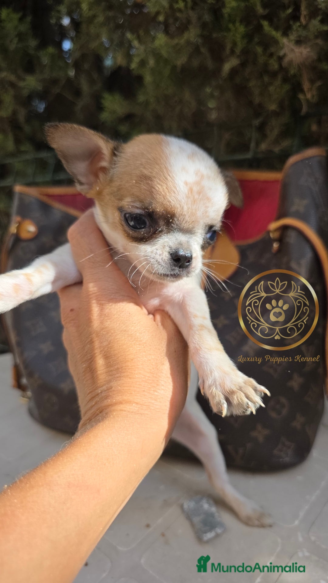 Chihuahua perros en venta: Chihuhuas  suepr minis - Imagen 2
