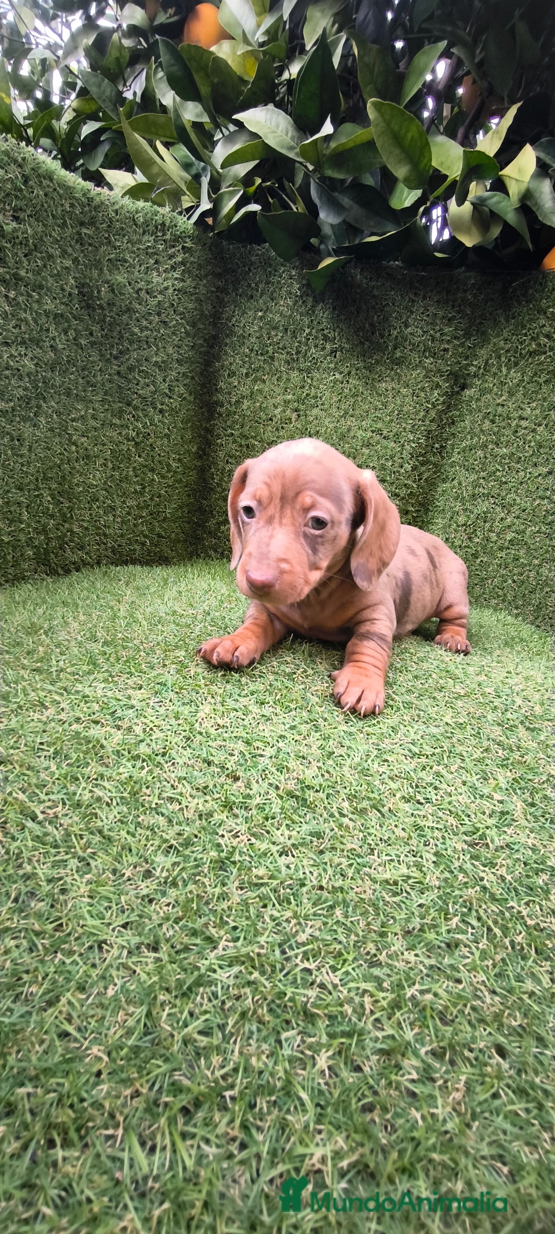 Teckel Miniatura perros en venta: camada teckel arlequín y todos los colores  - Anuncio 5