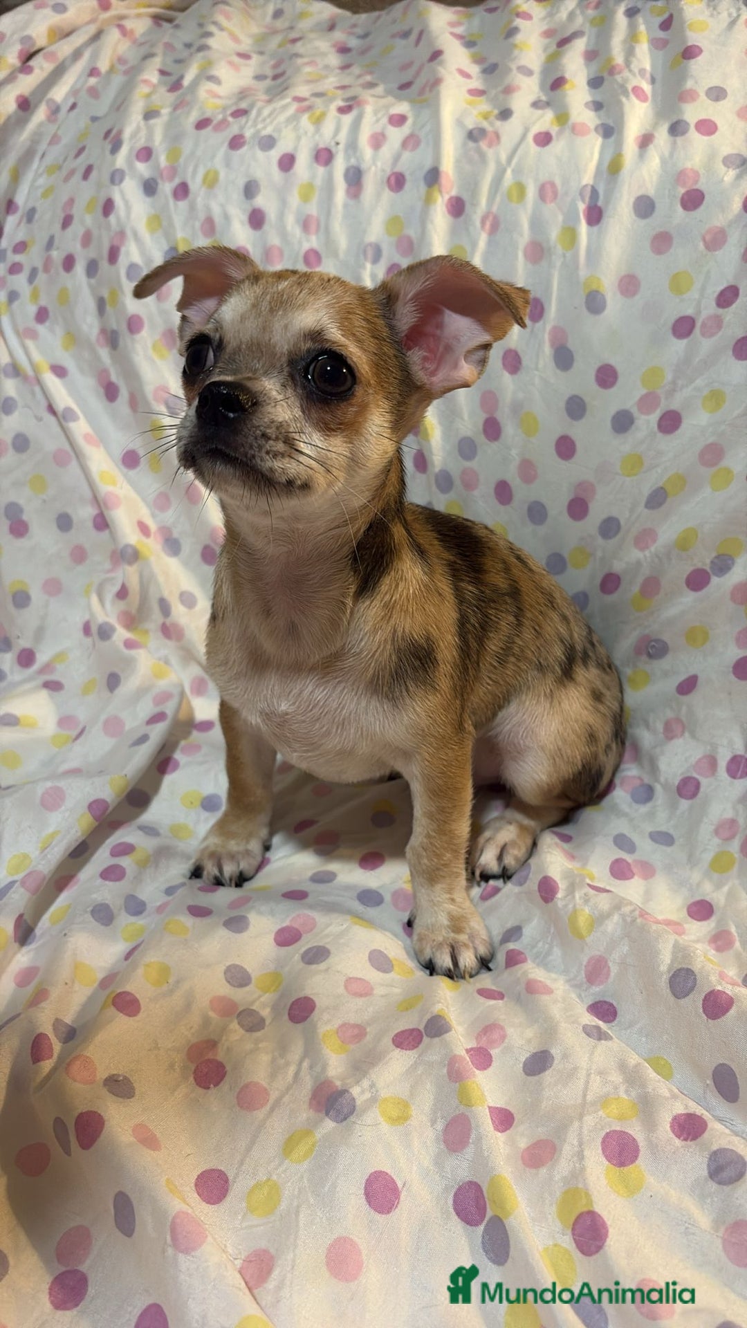 Chihuahua perros en venta: Chihuahua toy merle  - Imagen 7