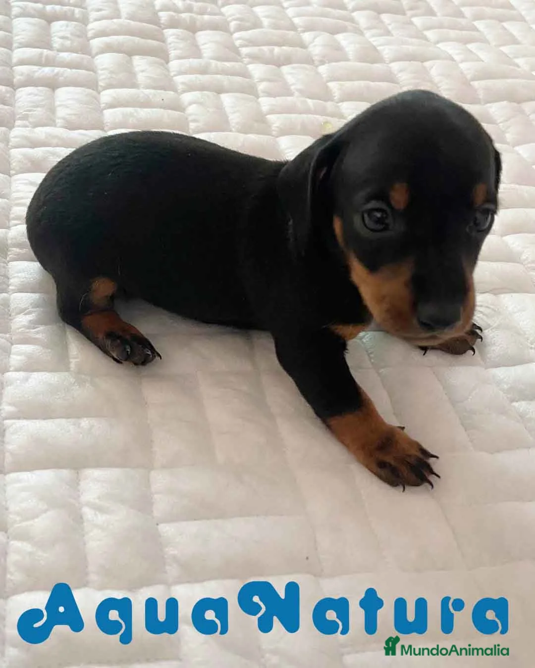 Teckel perros en venta: Teckel Macho de Tria y Tilo - AQUANATURA en Barcelona - Anuncio 9