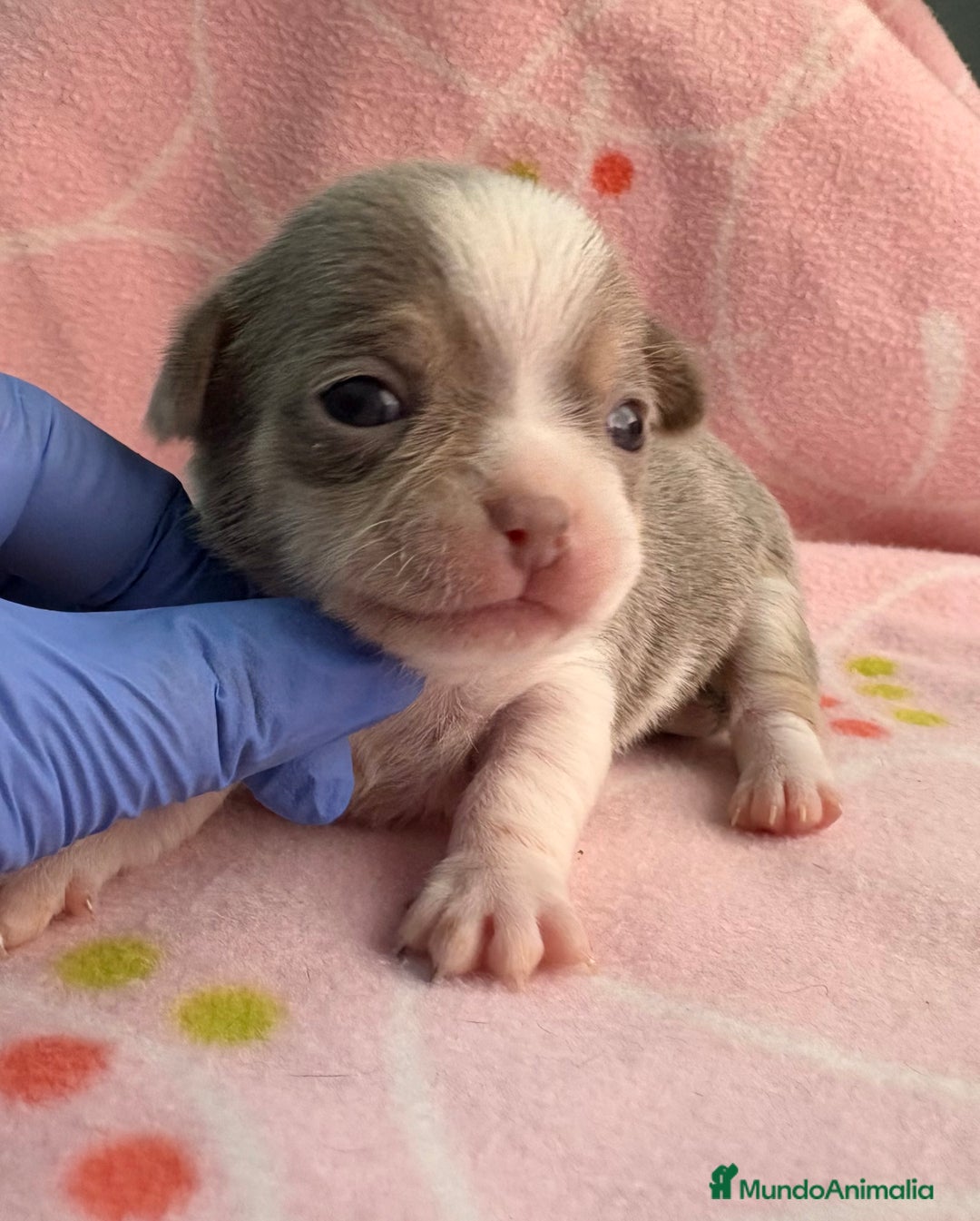 Chihuahua perros en venta: Chihuahuas hembras - Imagen 1