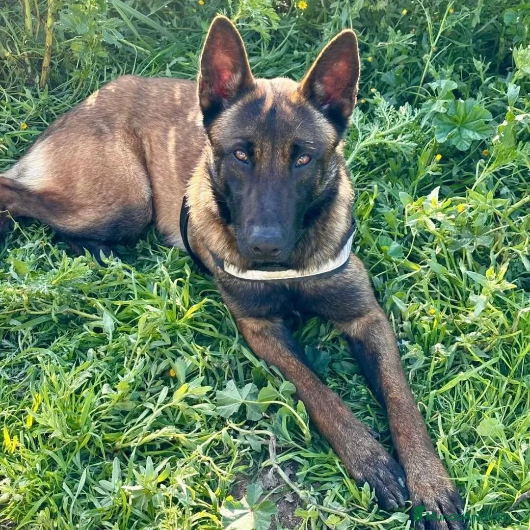 Pastor Belga Malinois perros en venta: Pastor Belga Malinoi - Anuncio 13