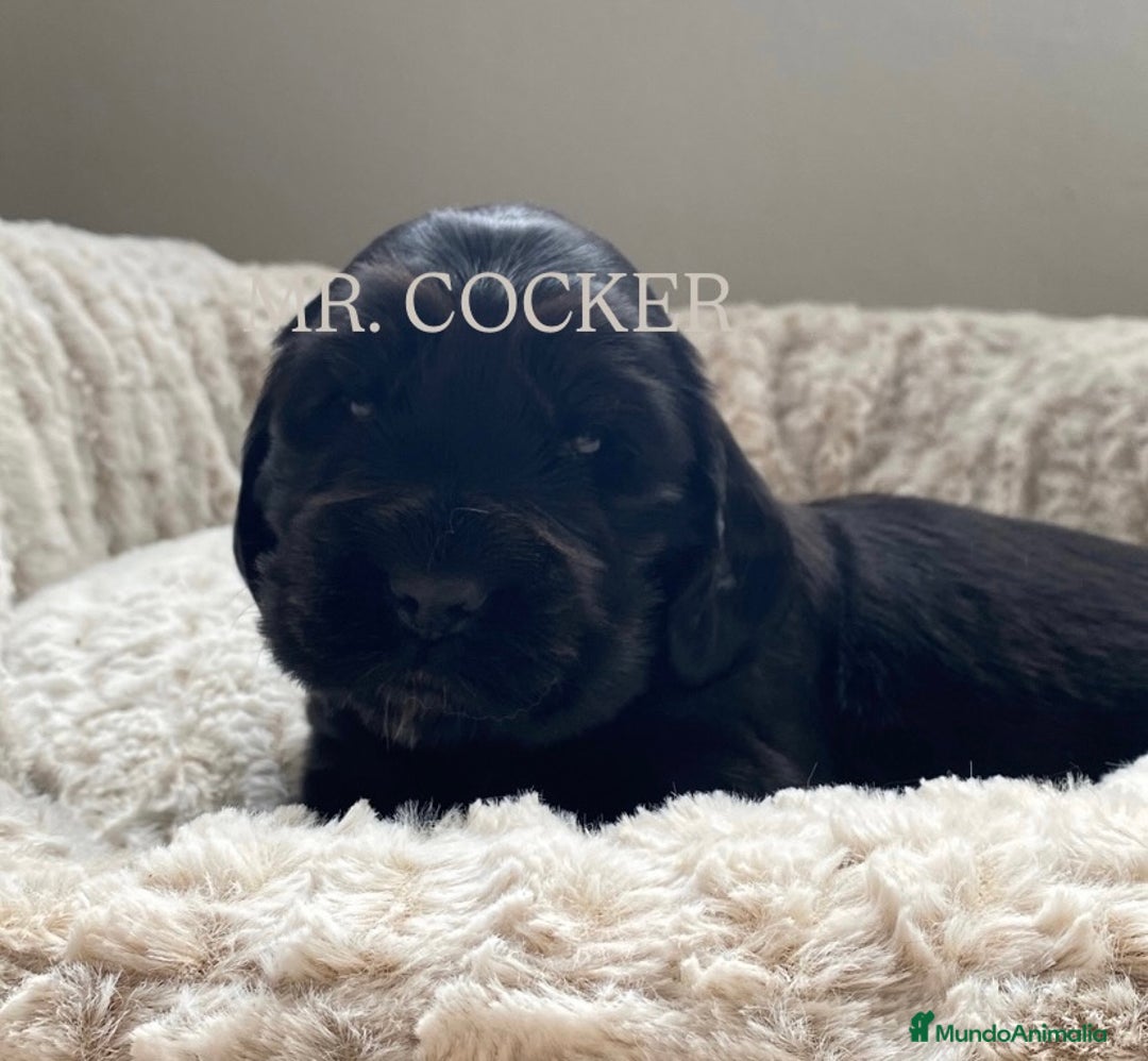 Cocker Spaniel Inglés perros en venta: CACHORRO COCKER SPANIEL INGLÉS  - Anuncio 2
