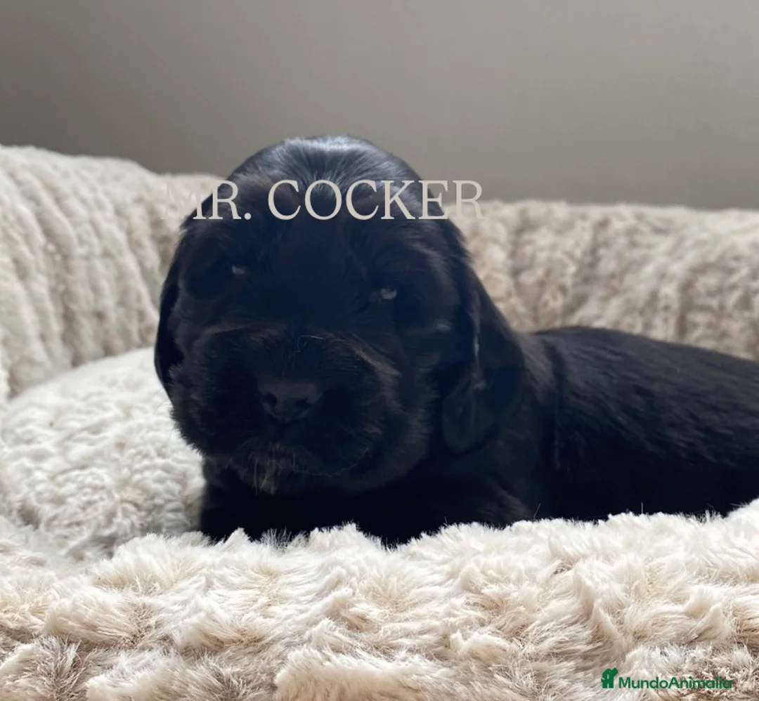 Cocker Spaniel Inglés perros en venta: CACHORRO COCKER SPANIEL INGLÉS  - Anuncio 2