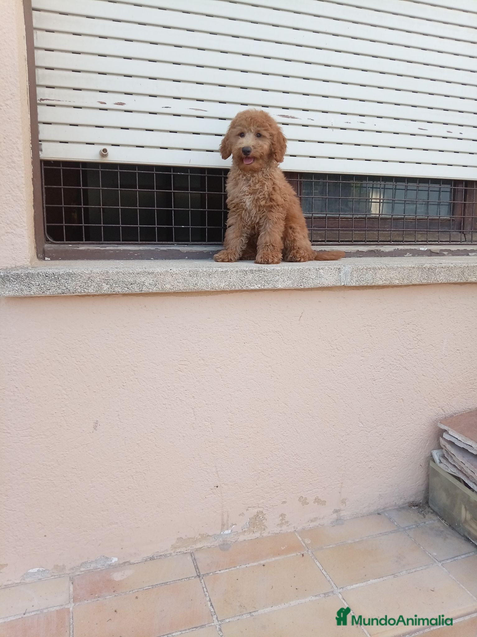 Caniche Enano perros Caniche enano - Anuncio 2