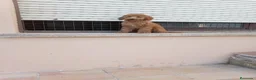 Caniche Enano perros en venta: Caniche enano - Anuncio 3