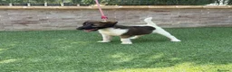 Fox Terrier de Pelo Liso perros en venta: Cachorra fox pelo liso - Anuncio 6