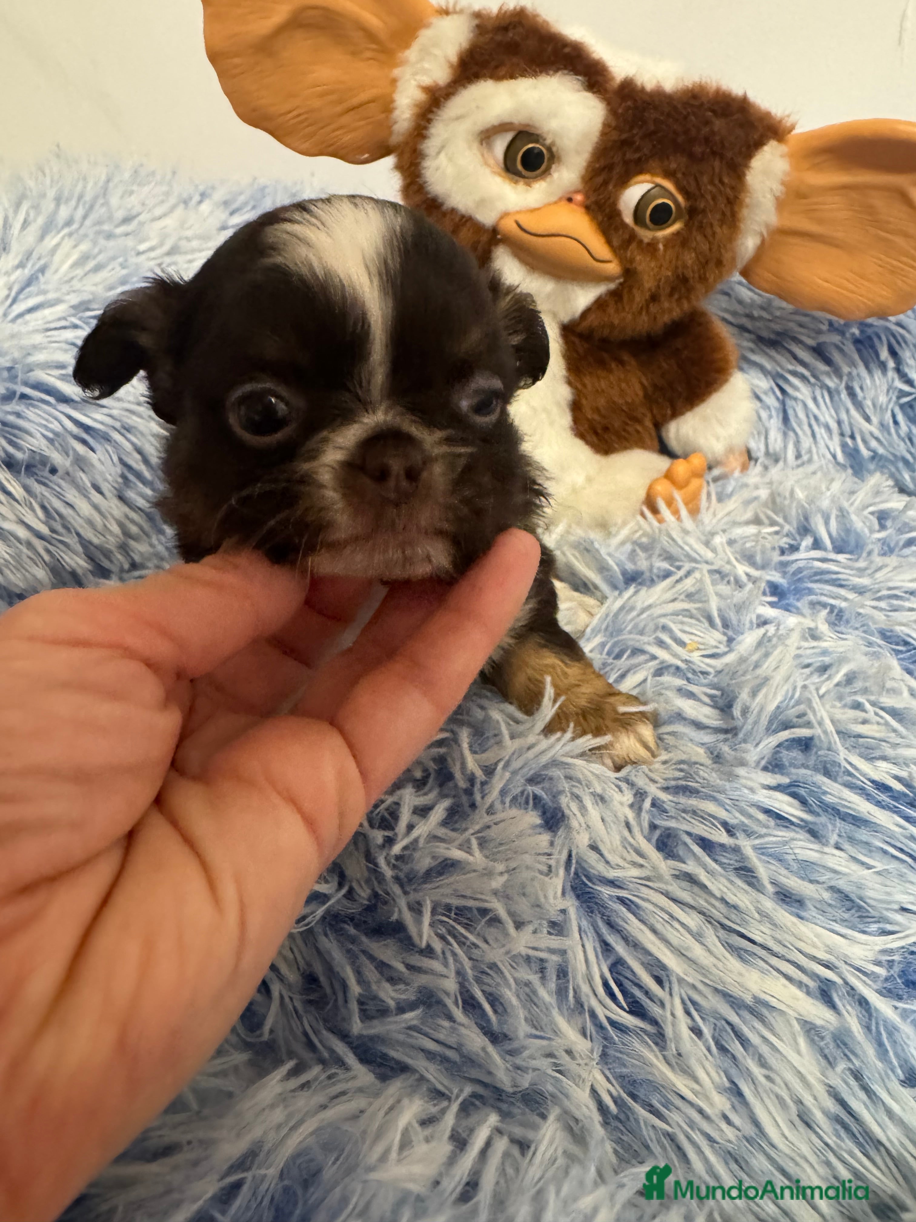 Chihuahua perros Chihuahua línea rusa  - Anuncio 1