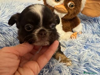 Chihuahua perros Chihuahua línea rusa - Anuncio 1