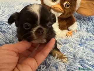 Chihuahua perros Chihuahua línea rusa - Anuncio 15