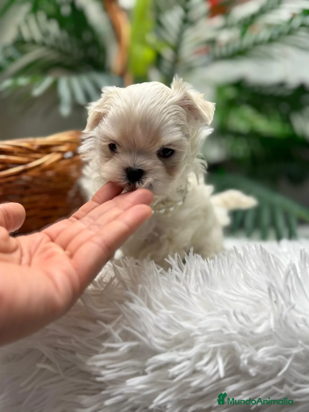 Bichón Maltés perros en venta: BICHON MALTES COREANO - Anuncio 8