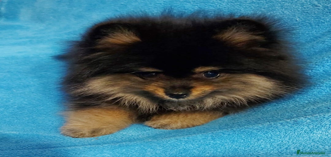 Imagen de galería {{count}}