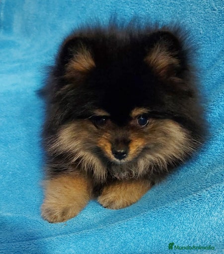 Imagen de galería {{count}}