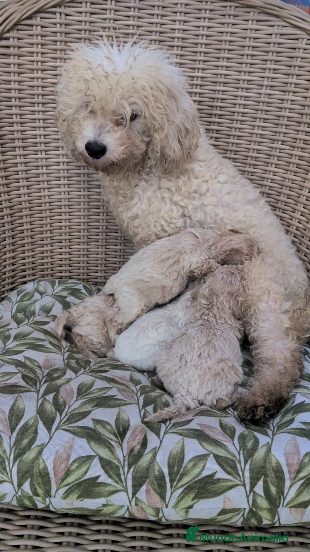 Caniche Enano perros en venta: Caniches enanos - Anuncio 2