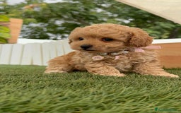 Caniche Toy perros en venta: CANICHE TOY HEMBRA - Imagen 12