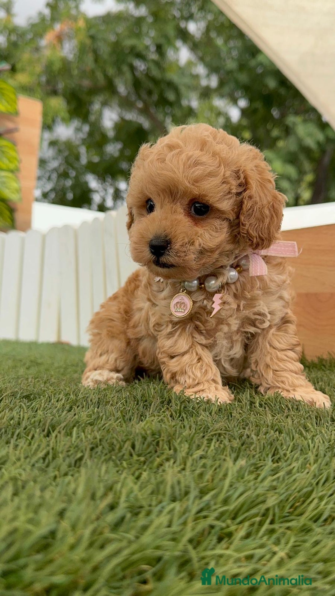 Caniche Toy perros en venta: CANICHE TOY HEMBRA - Imagen 12