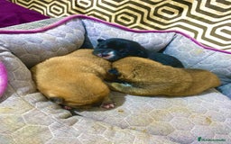 Shiba Inu perros en venta: Shibas Inu black 🖤🐾 - Imagen 3