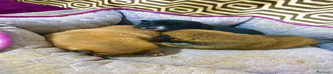 Shiba Inu Cachorro 1