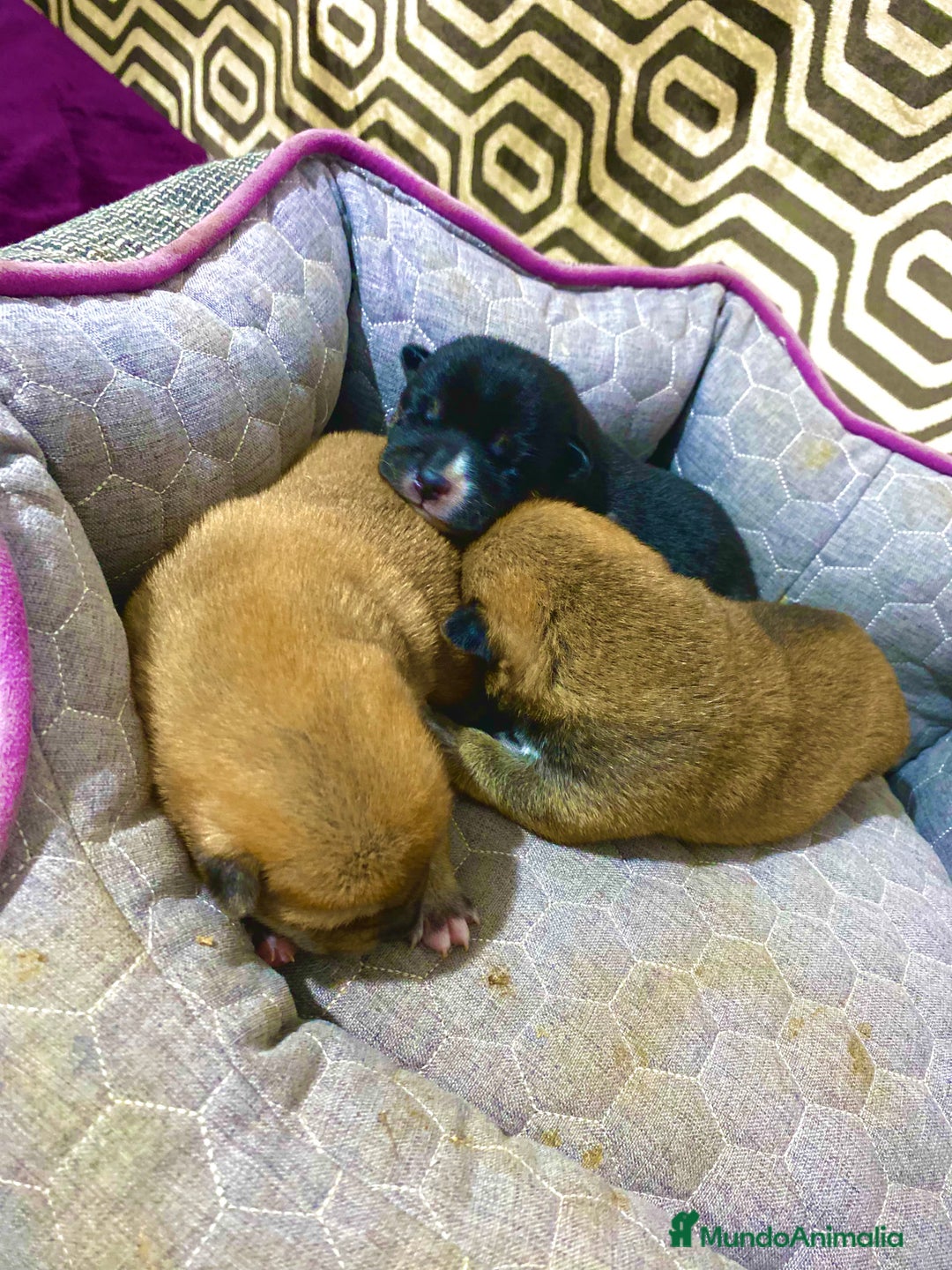 Shiba Inu perros en venta: Shibas Inu black 🖤🐾 - Imagen 3