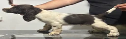 English Springer Spaniel perros en venta: Cachorros SPRINGER SPANIEL INGLÉS LÍNEA BELLEZA  - Anuncio 5