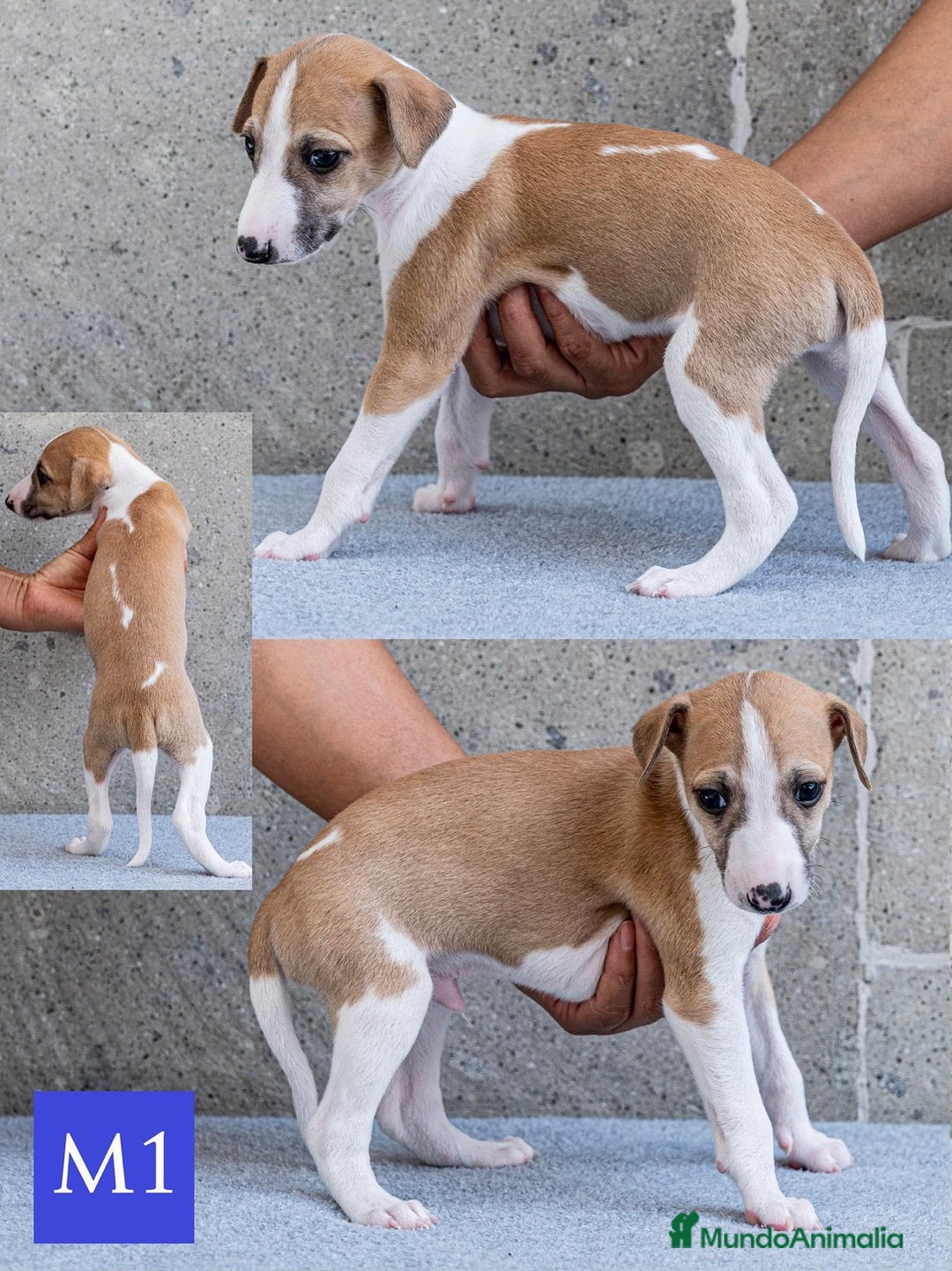 Schipperke perros en venta: whippet listos para entregar  - Imagen 2