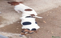 Jack Russell Terrier perros en venta: Jack Russell  - Imagen 4