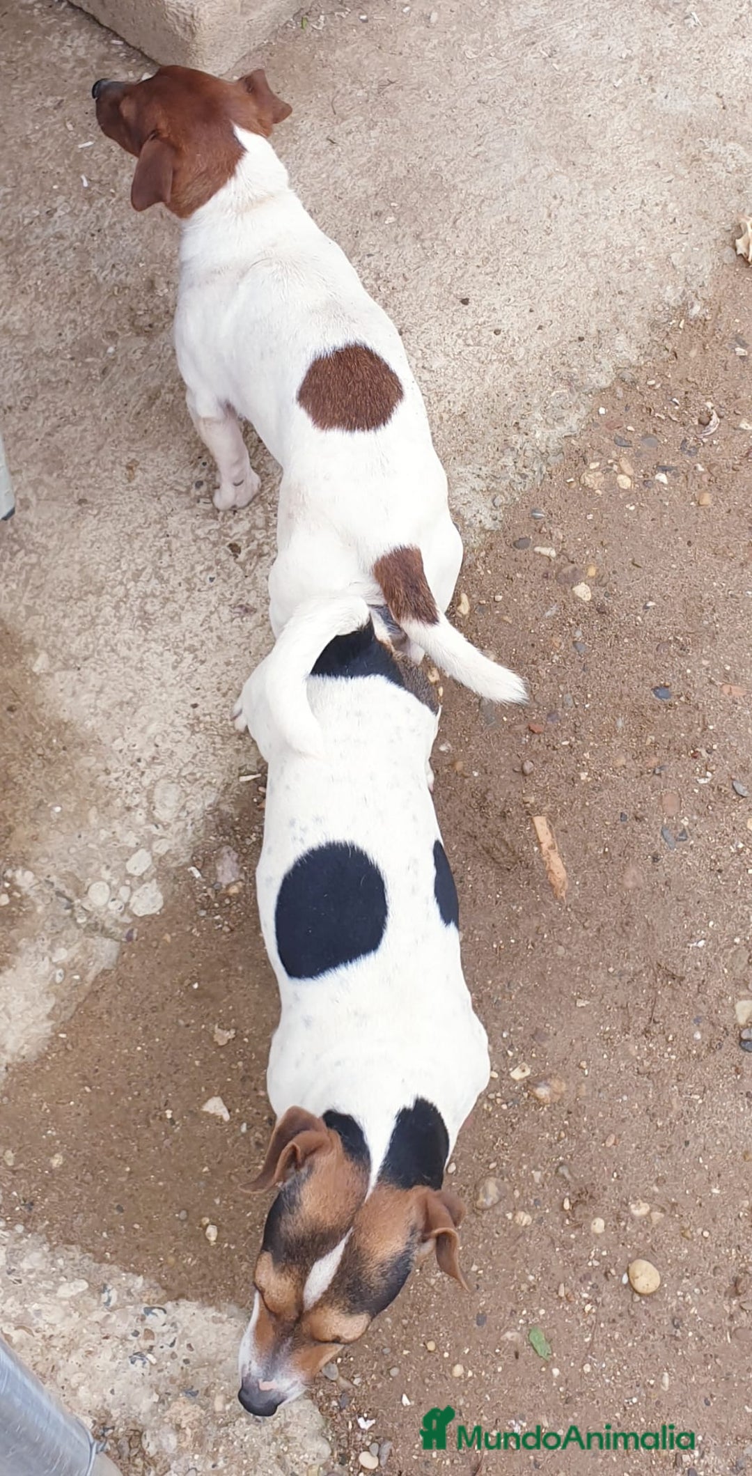 Jack Russell Terrier perros en venta: Jack Russell  - Imagen 4